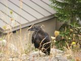 Day 3 - Local crow mooching meal off tourists Day 3 - Local crow mooching meal off tourists